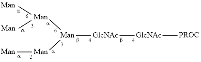 M6 glycan (Man6), procainamide labelled